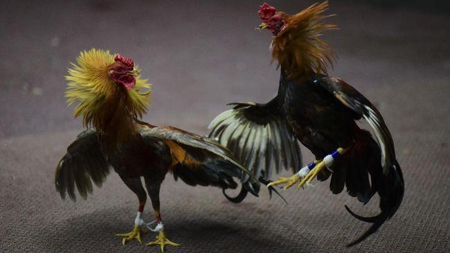 Sabung Ayam di Jawa Tengah: Tradisi Kontroversi dan Dampaknya