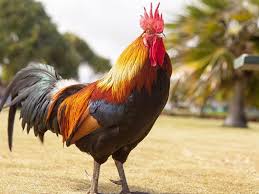 Sabung Ayam: Perdebatan Antara Kedua Ayam yang Lebih Ganas